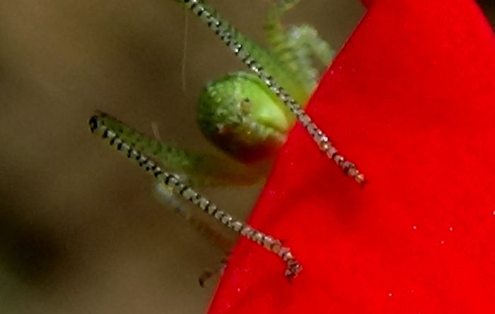 Un omulet verde