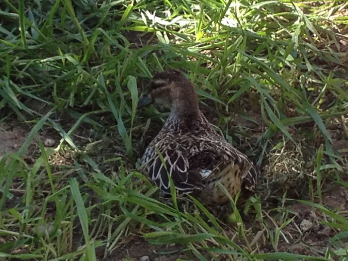 aici se simte mai in siguranta