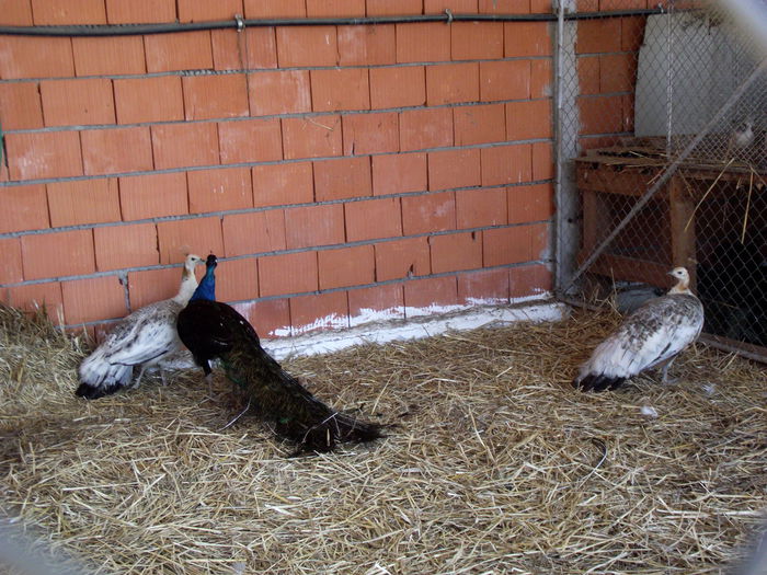 DSCF3199 - 8---expozitie banatagralim 29 05 2015-31 05 2015