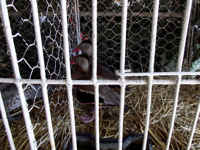 DSCF3201 - 8---expozitie banatagralim 29 05 2015-31 05 2015