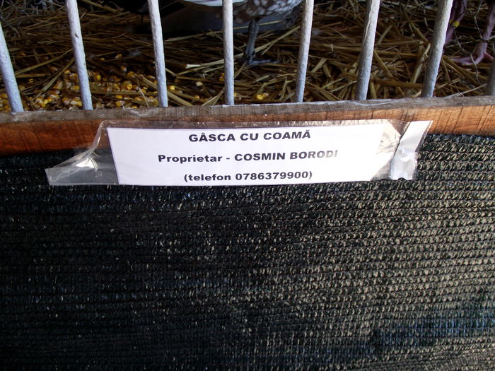 DSCF3202 - 8---expozitie banatagralim 29 05 2015-31 05 2015