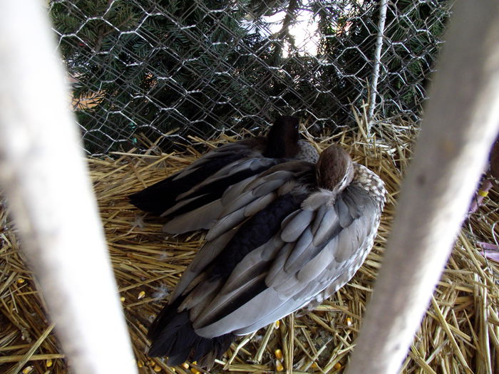 DSCF3203 - 8---expozitie banatagralim 29 05 2015-31 05 2015