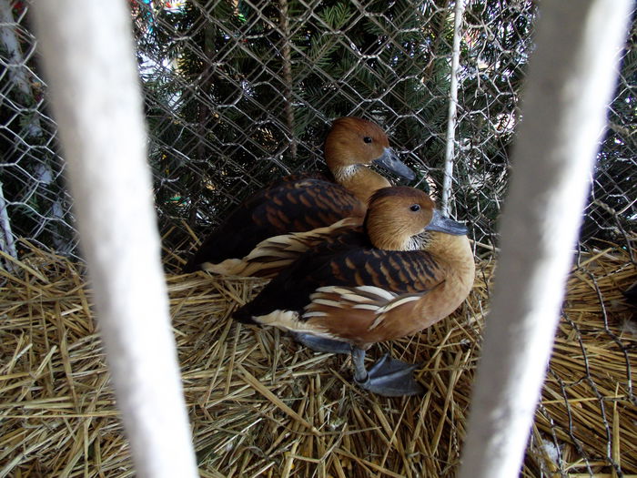 DSCF3205 - 8---expozitie banatagralim 29 05 2015-31 05 2015