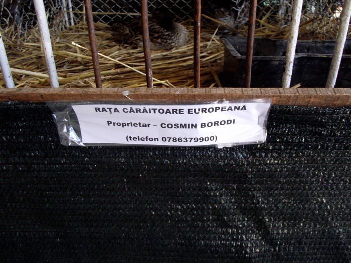 DSCF3206 - 8---expozitie banatagralim 29 05 2015-31 05 2015