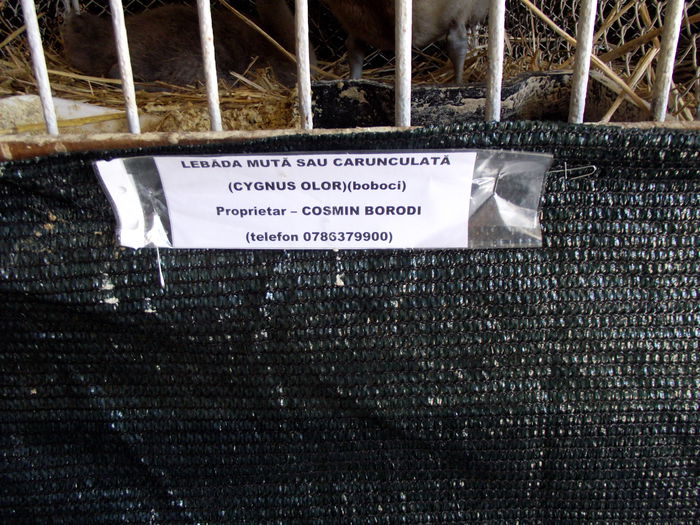 DSCF3208 - 8---expozitie banatagralim 29 05 2015-31 05 2015