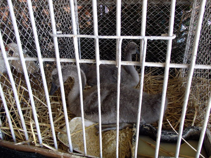 DSCF3209 - 8---expozitie banatagralim 29 05 2015-31 05 2015