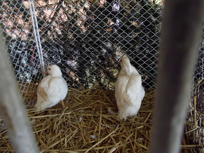 DSCF3211 - 8---expozitie banatagralim 29 05 2015-31 05 2015