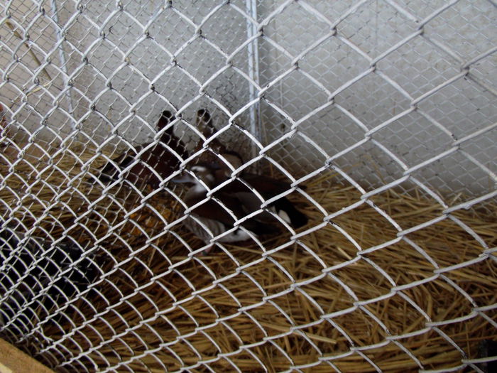 DSCF3215 - 8---expozitie banatagralim 29 05 2015-31 05 2015