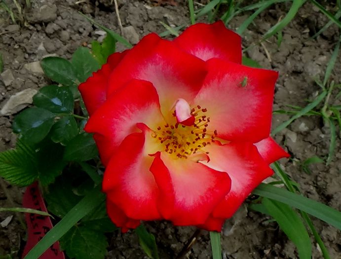 DSC02427 - MACRO