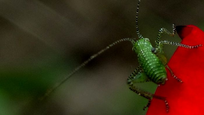 DSC02429 - MACRO