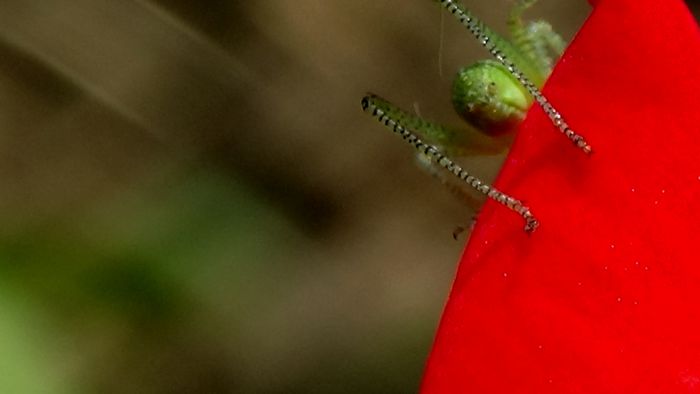 DSC02431 - MACRO
