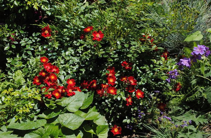 Bienenweide Rot