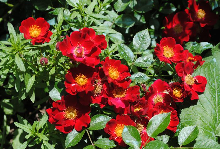 Bienenweide Rot - 2015 trandafiri - I