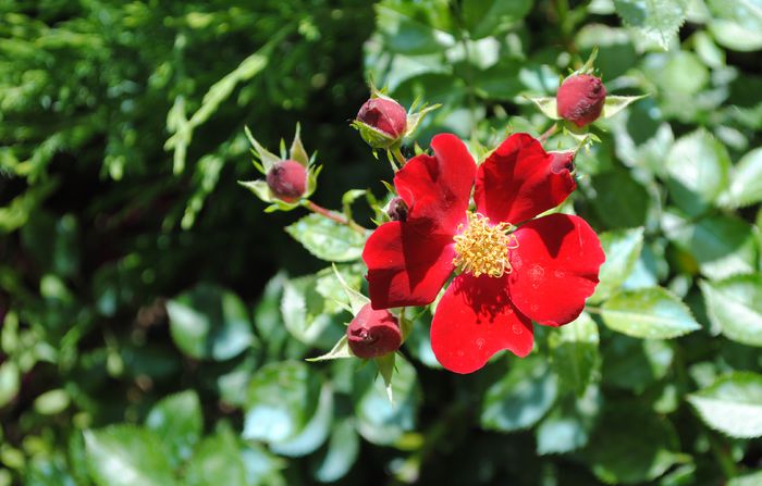 Bienenweide Rot