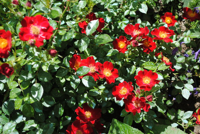 Bienenweide Rot
