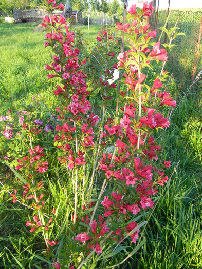 DSCN9667 - 3 Gradina 2015