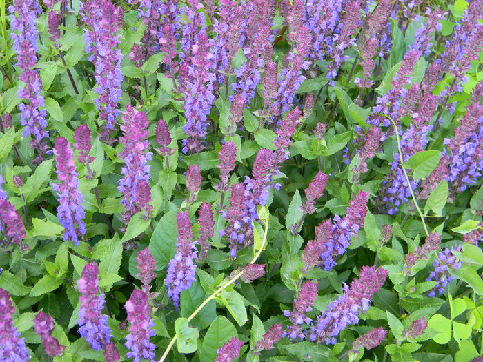 DSCN9722 - 3 Gradina 2015