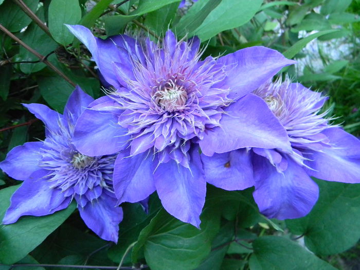 Multiblue - Clematite 2015