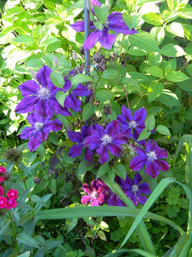 Julka - Clematite 2015