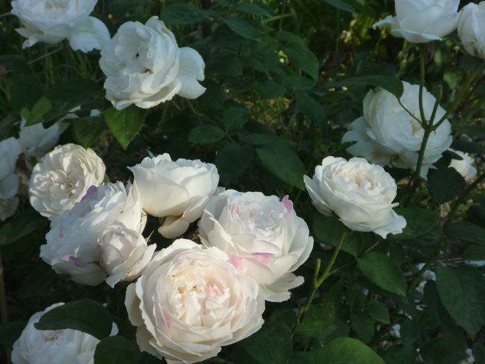 Win C - Trandafiri englezesti