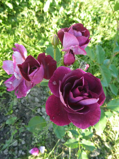 Burgundy Iceberg - Colectie trandafiri