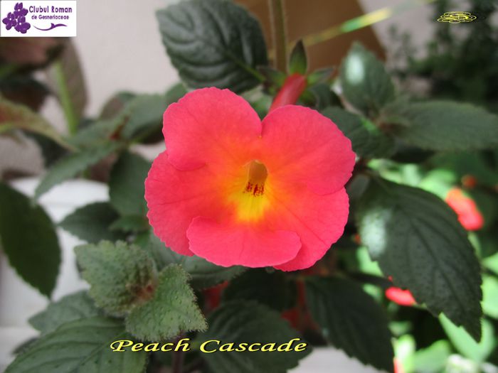 Peach Cascade (31-05-2015) - Achimenesi 2015