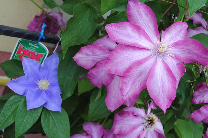 clematis Betty Risdon Fujimusume