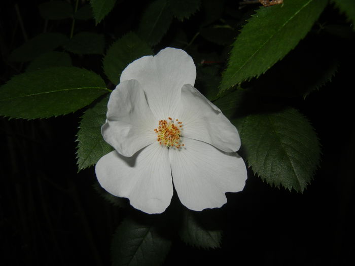 Rosa canina. Dog Rose (2015, May 19)