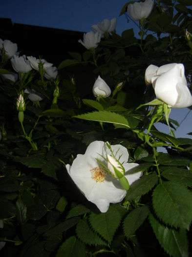 Rosa canina. Dog Rose (2015, May 19)