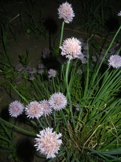 Allium schoenoprasum (2015, May 19)