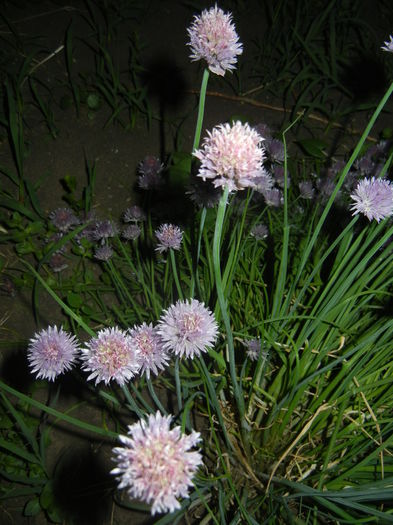 Allium schoenoprasum (2015, May 19) Allium schoenoprasum (2015, May 19)