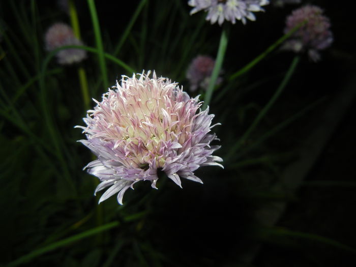 Allium schoenoprasum (2015, May 19) Allium schoenoprasum (2015, May 19)