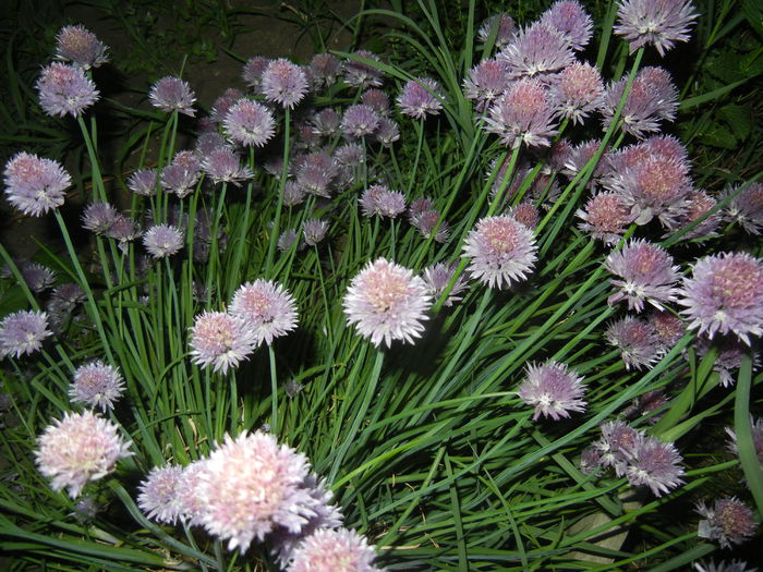 Allium schoenoprasum (2015, May 19) Allium schoenoprasum (2015, May 19)