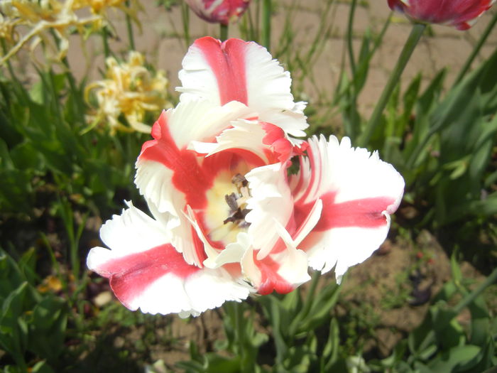 Tulipa Flaming Parrot (2015, May 03) - Tulipa Flaming Parrot