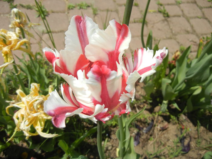 Tulipa Flaming Parrot (2015, May 03) - Tulipa Flaming Parrot