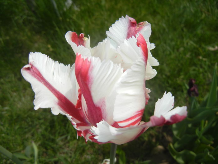 Tulipa Flaming Parrot (2015, May 05) - Tulipa Flaming Parrot