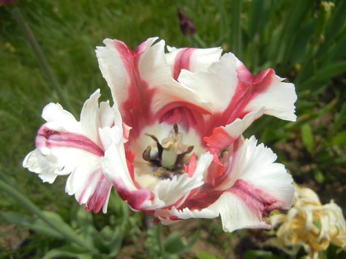 Tulipa Flaming Parrot (2015, May 05) - Tulipa Flaming Parrot
