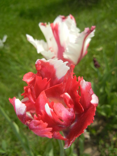 Tulipa Flaming Parrot (2015, May 05)