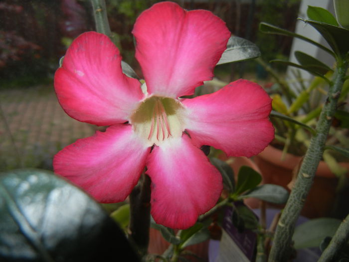 Adenium obesum Anouk (2015, May 03) - Adenium obesum Anouk