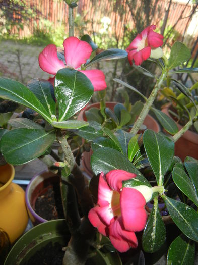 Adenium obesum Anouk (2015, May 05)