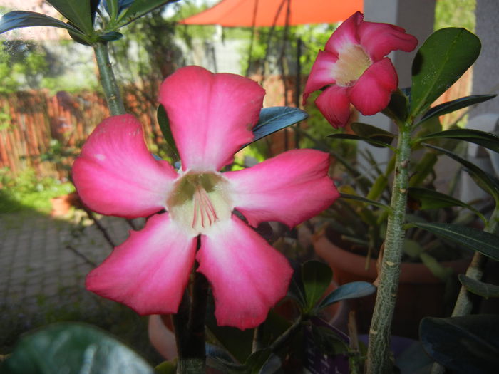 Adenium obesum Anouk (2015, May 05)