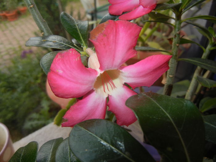 Adenium obesum Anouk (2015, May 09)