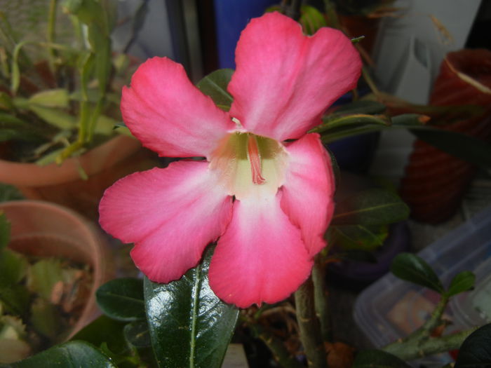 Adenium obesum Anouk (2015, May 09)