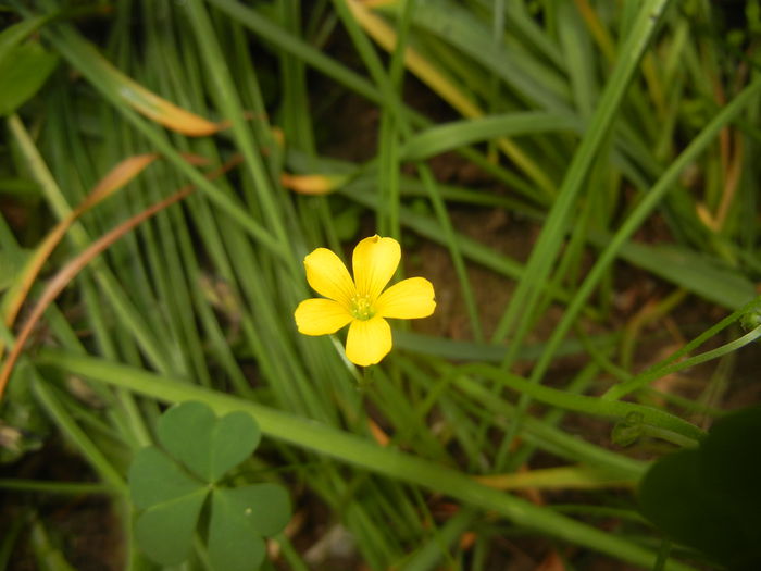 Oxalis stricta (2015, May 11) - Oxalis stricta_Wood Sorrel