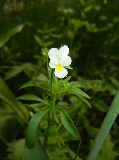 Viola arvensis_Field Pansy ('15, May 11) - Viola arvensis_Field Pansy