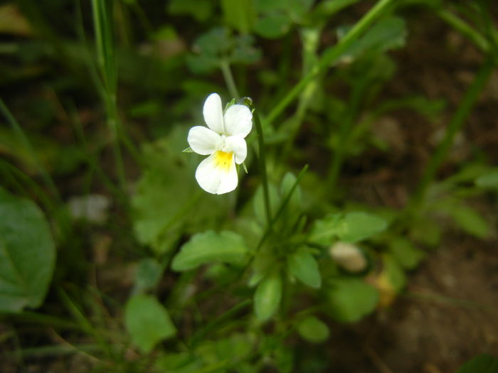 Viola arvensis_Field Pansy ('15, May 11)