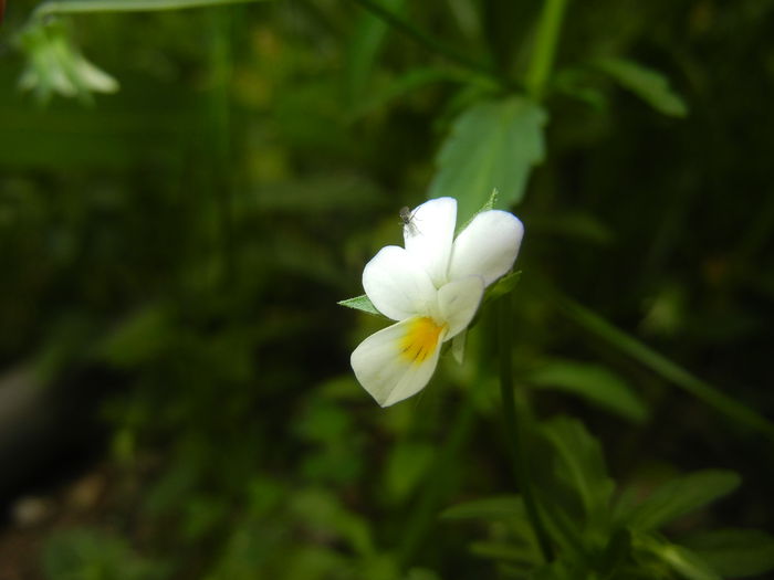 Viola arvensis_Field Pansy ('15, May 16)
