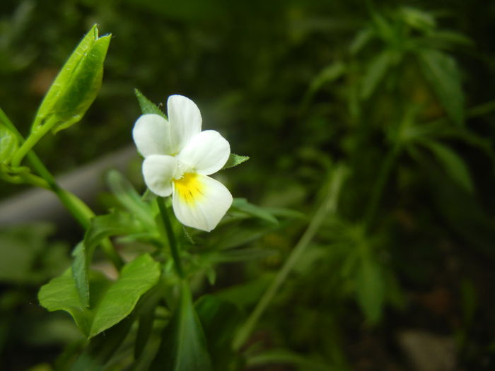 Viola arvensis_Field Pansy ('15, May 16) - Viola arvensis_Field Pansy