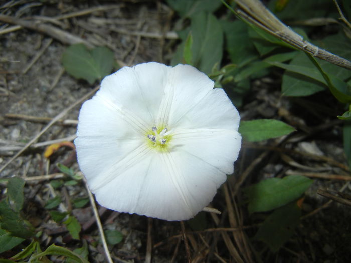 Convolvulus arvensis (2015, May 11) - Convolvulus arvensis