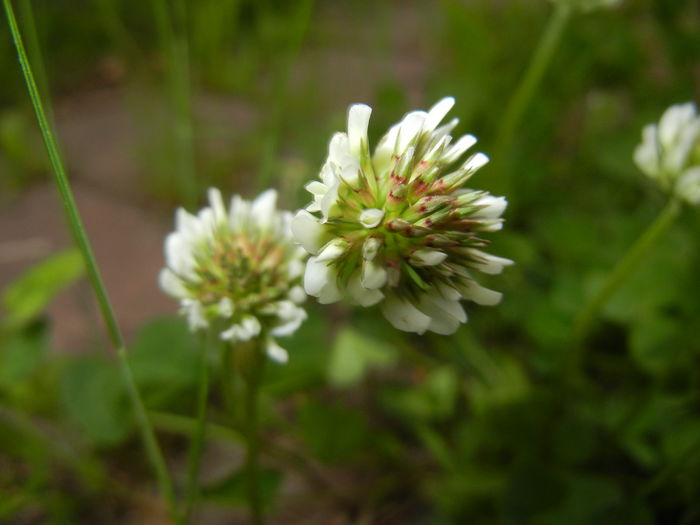 Trifolium repens (2015, May 12) - Trifolium repens_White Clover